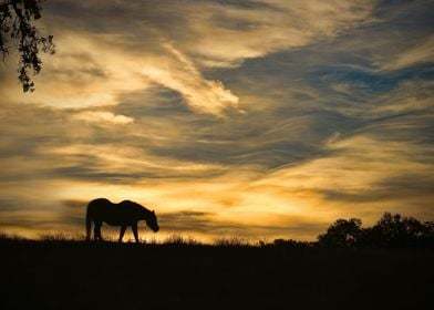 horse in sunset